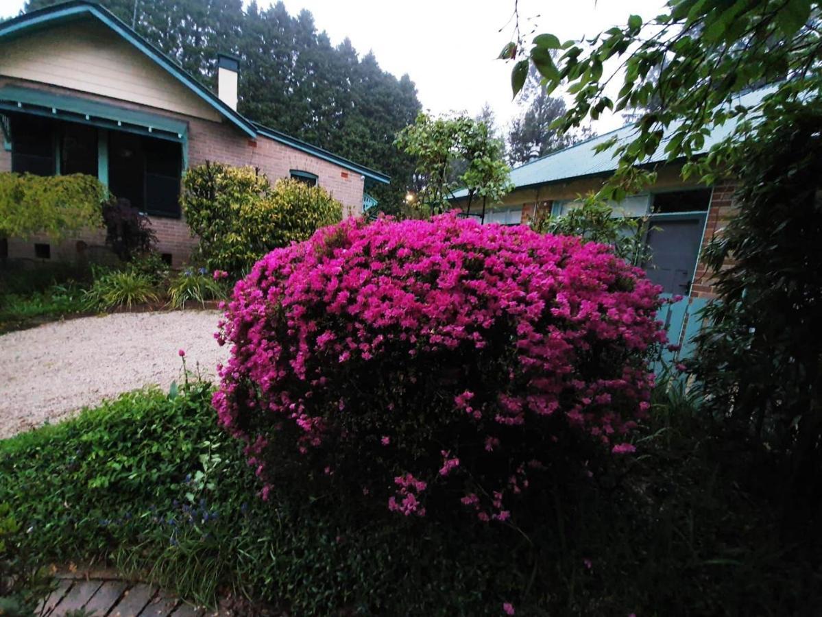 Carcoola Villa Blackheath Eksteriør billede